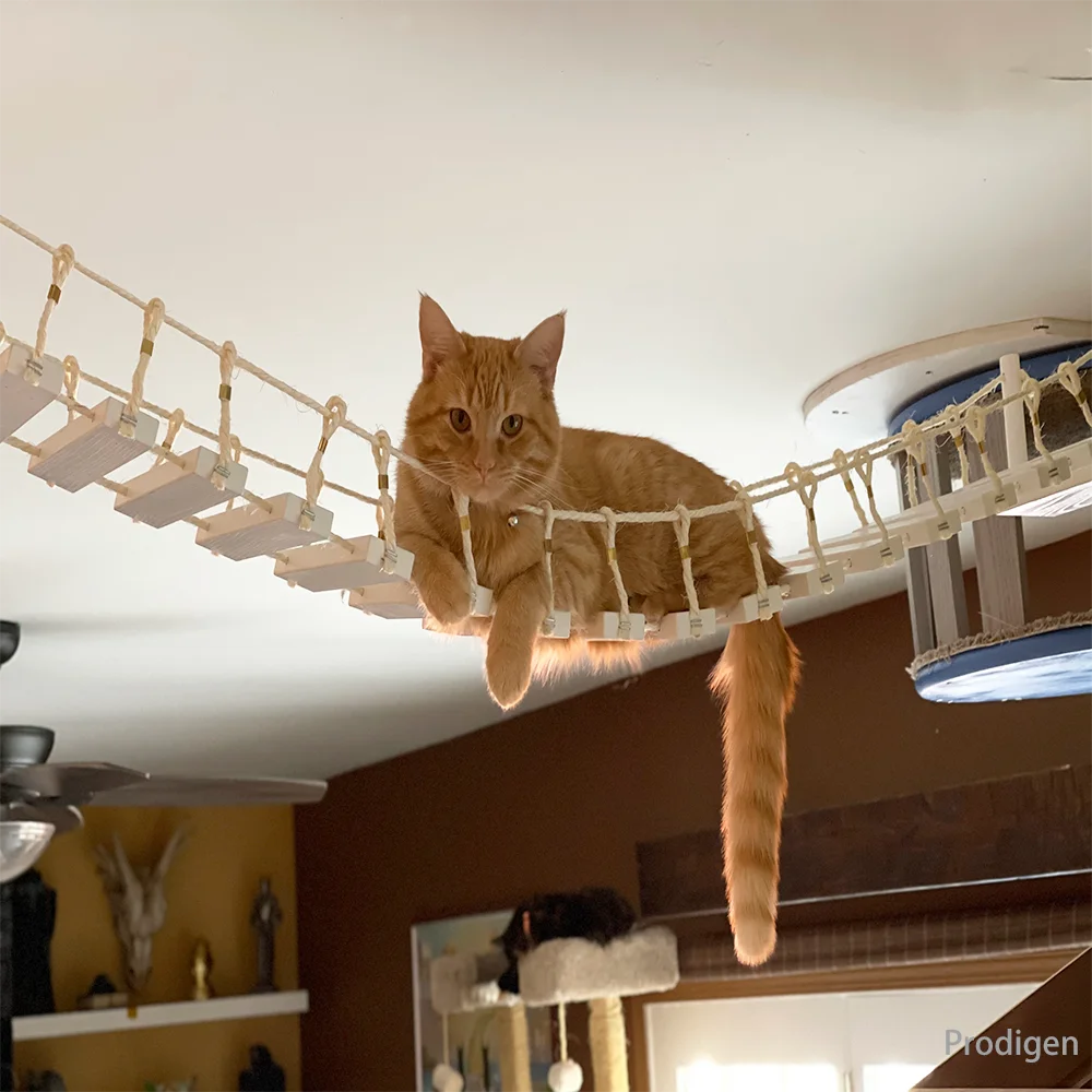 Interactive Cat Wall Furniture – Play, Scratch & Relax in Style